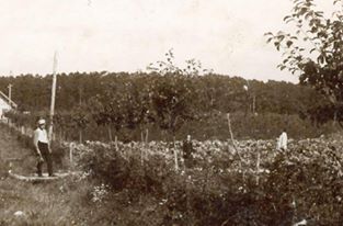 Litauen Kedainiai Gurken Gurkenfest Kedainiai Felder