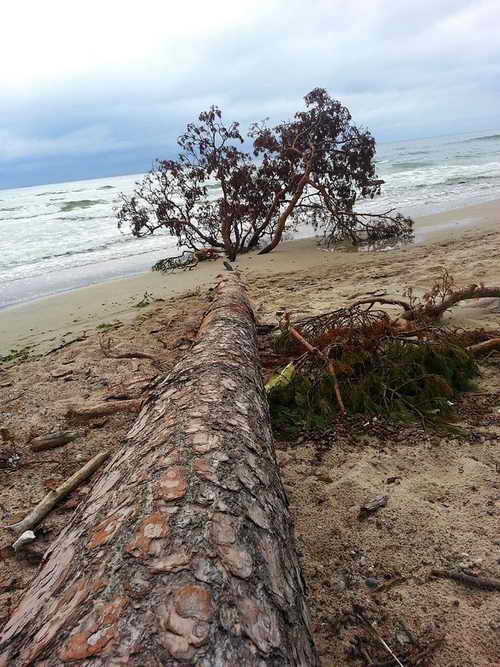 Strand Baum Karkle