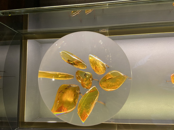 Inklusen Bernstein Museum Nida Litauen Bernsteinmuseum Nida Inklusen