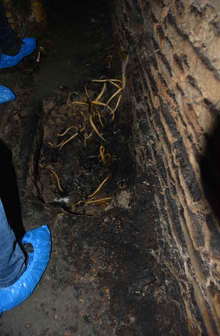 Pilze in den Tunneln Vilnius Tunnelsystem Vilnius Kathedrale