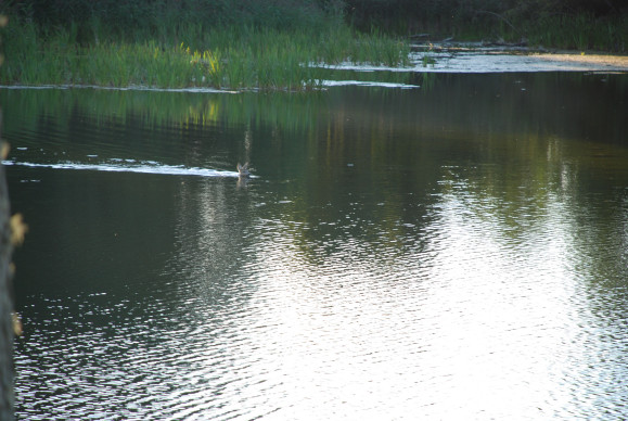 rehe können schwimmen